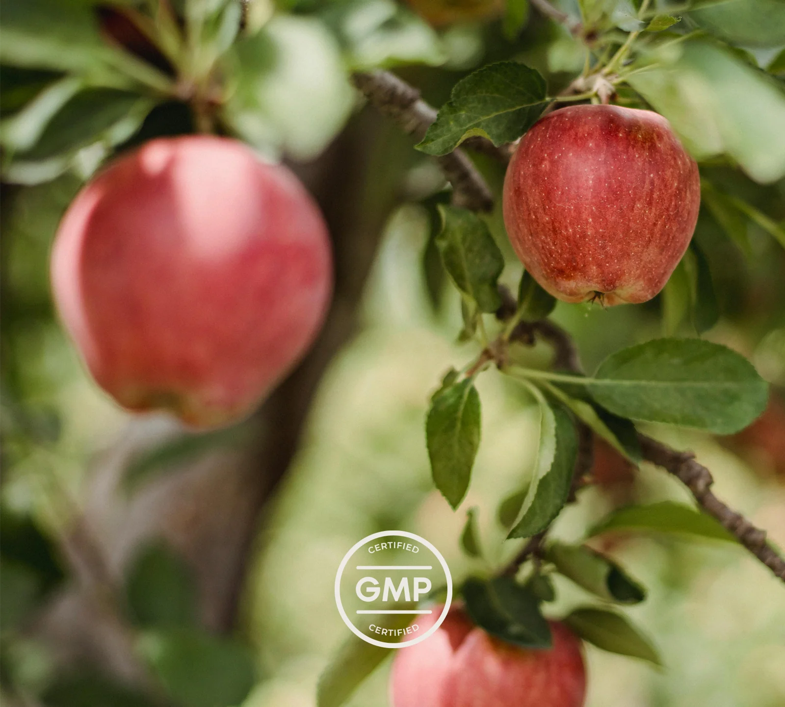 Apple Cider Vinegar Gummies - Image 4